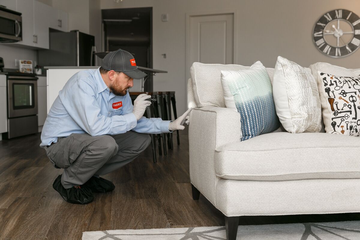 Thorn residential pest control in Davis County, UT.