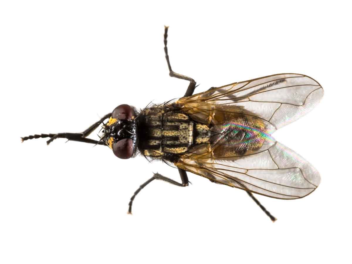 MUSCA DOMESTICA