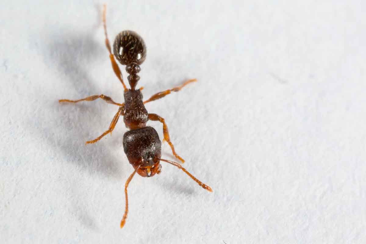 TETRAMORIUM CAESPITUM