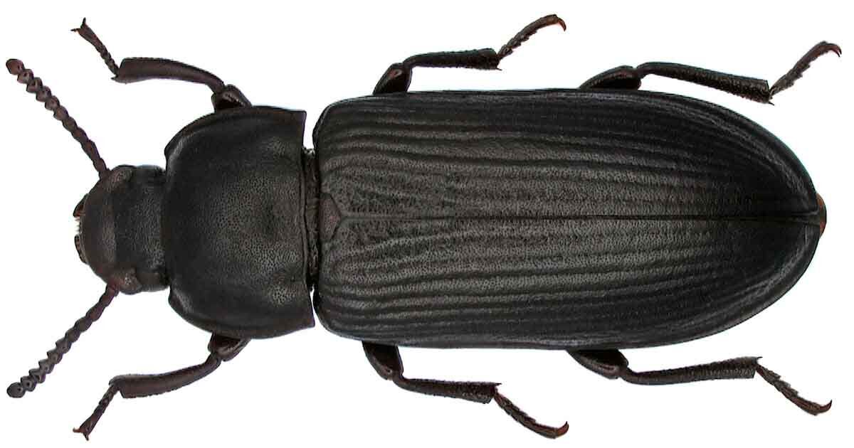 TRENEBRIO SPP.