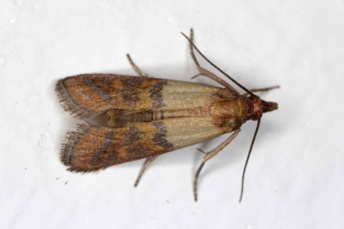 PLODIA INTERPUNCTELLA
