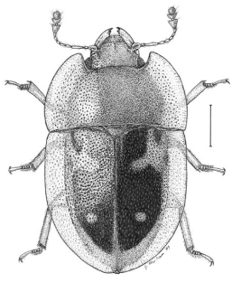 Black Beetle.